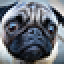 avatar-Puggly